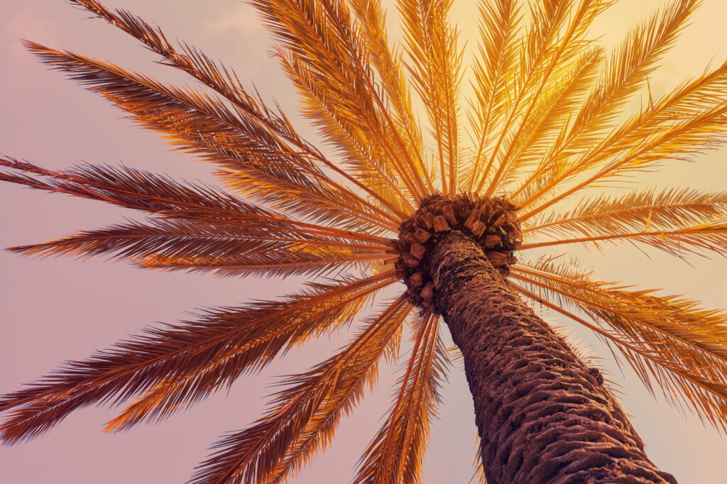 Palm tree at sunset, natural background